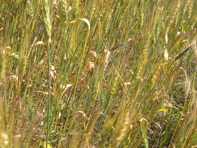 straw in field