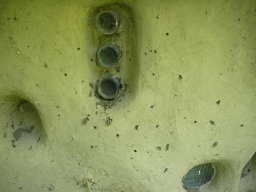 MoonUnit attacked by insects Burrowing wasps or bees or both